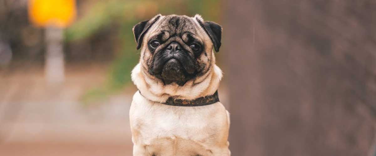 The Charming Pug: A Friendly Companion