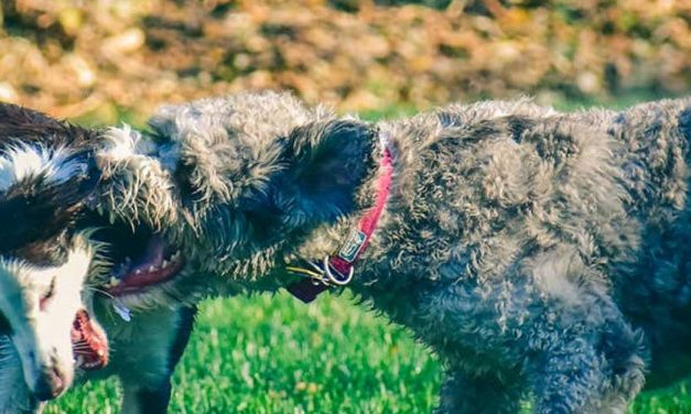 The Pumi Dog Breed: A Unique and Versatile Companion