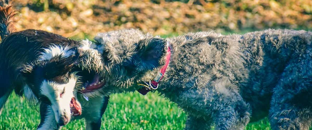 The Pumi Dog Breed: A Unique and Versatile Companion