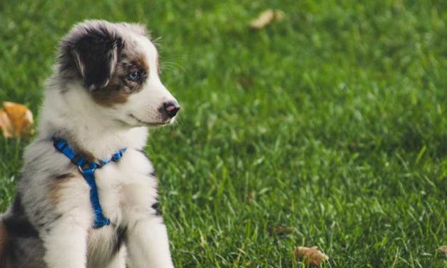 At What Age Is a Dog No Longer a Puppy?