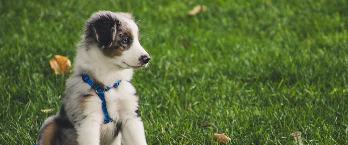 At What Age Is a Dog No Longer a Puppy?
