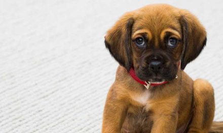 How to Housebreak a Puppy: A Comprehensive Guide