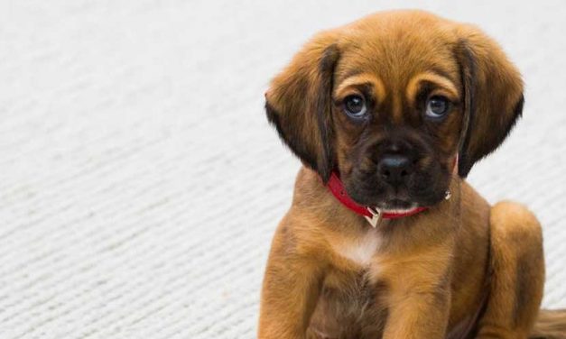 How to Housebreak a Puppy: A Comprehensive Guide