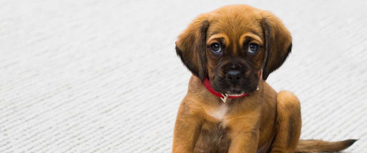 How to Housebreak a Puppy: A Comprehensive Guide