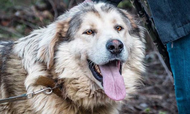 The Pyrenean Mastiff: A Gentle Giant with a Heart of Gold