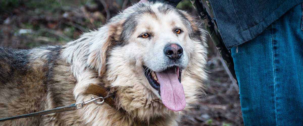 The Pyrenean Mastiff: A Gentle Giant with a Heart of Gold