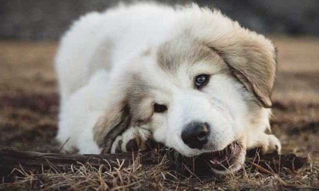 The Pyrenean Mountain Dog: A Majestic Guardian of the Pyrenees
