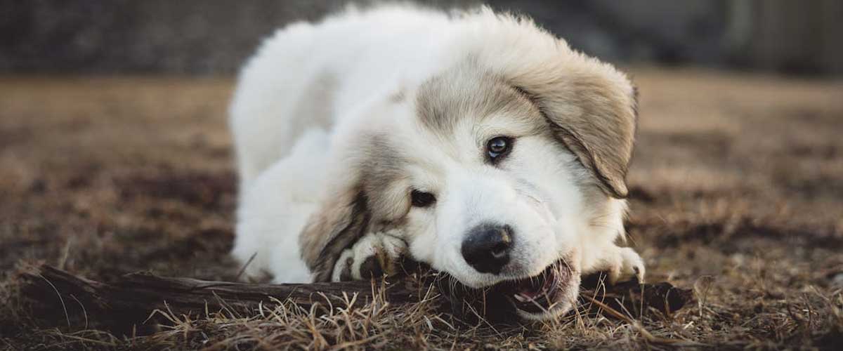 The Pyrenean Mountain Dog: A Majestic Guardian of the Pyrenees