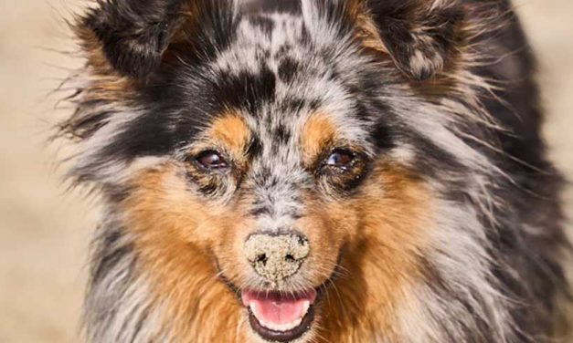 The Pyrenean Sheepdog: A Loyal Companion and Fearless Guardian