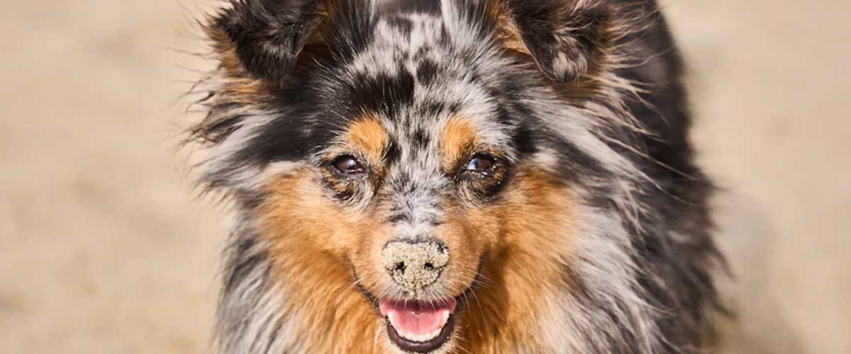 The Pyrenean Sheepdog: A Loyal Companion and Fearless Guardian
