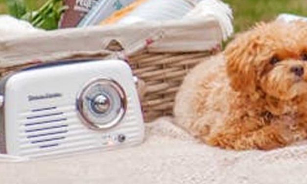 Should We Leave the Radio or TV On for Our Dog When We Go Out?