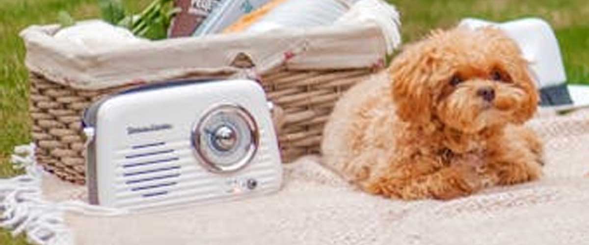 Should We Leave the Radio or TV On for Our Dog When We Go Out?