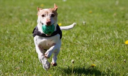 Do’s and Don’ts of Recall Training for Your Dog