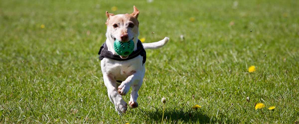 Do’s and Don’ts of Recall Training for Your Dog