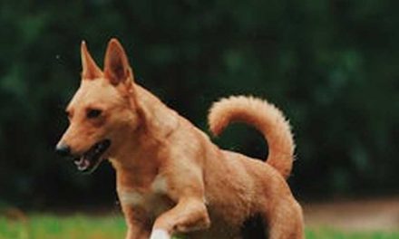 Why Your Dog Fails at Recall