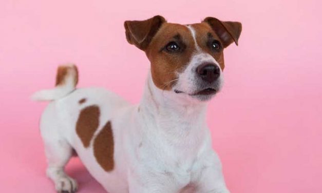 Repetition in Dog Training is Key