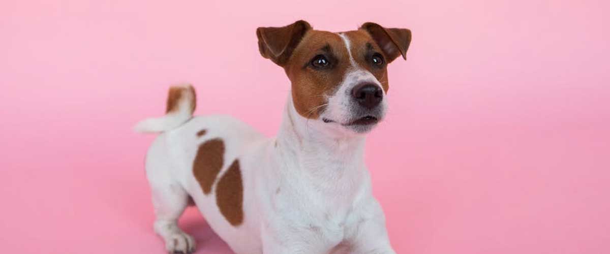 Repetition in Dog Training is Key