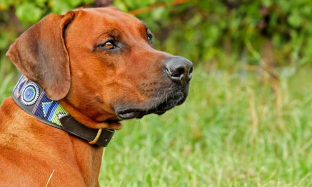 The Rhodesian Ridgeback: A Noble Breed with a Unique Heritage