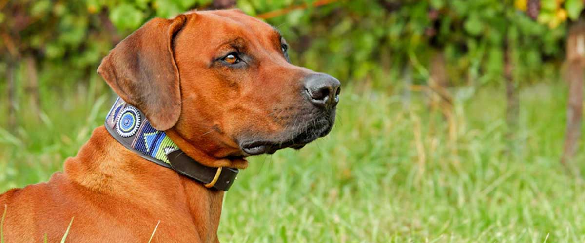 The Rhodesian Ridgeback: A Noble Breed with a Unique Heritage