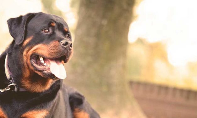 Understanding the Rottweiler Breed: A Loyal Companion and Guardian