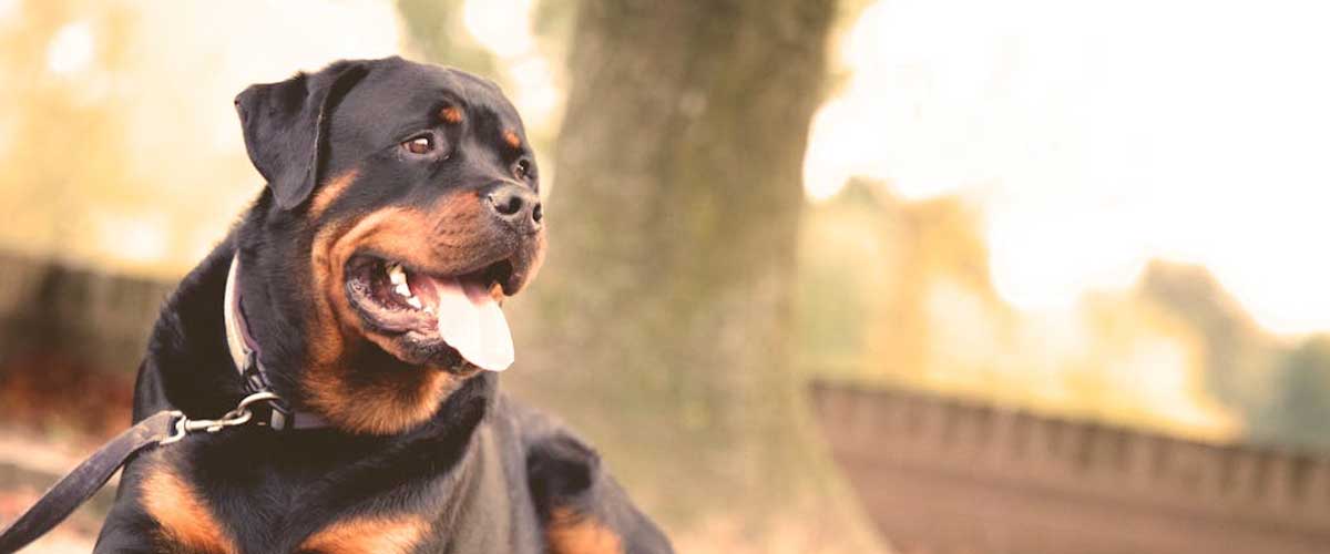 Understanding the Rottweiler Breed: A Loyal Companion and Guardian