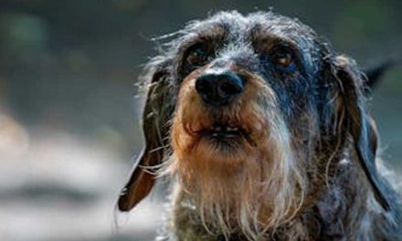 The Rough Coated Berner Niederlaufhund: A Charming Companion