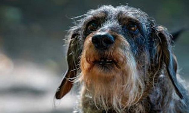 The Rough Coated Berner Niederlaufhund: A Charming Companion
