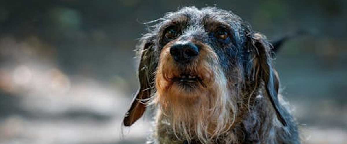 The Rough Coated Berner Niederlaufhund: A Charming Companion
