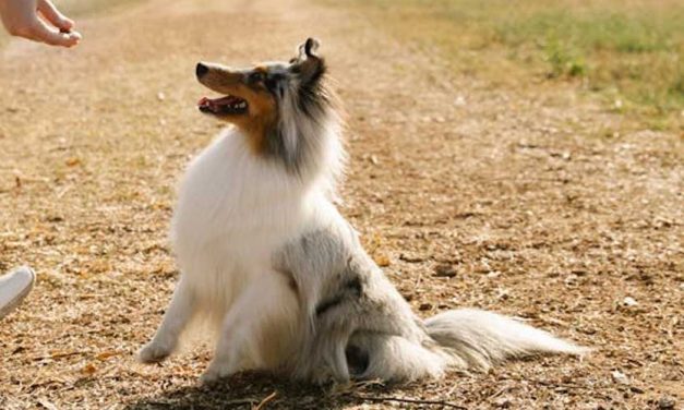 The Majestic Rough Collie: A Closer Look at the Beloved Breed