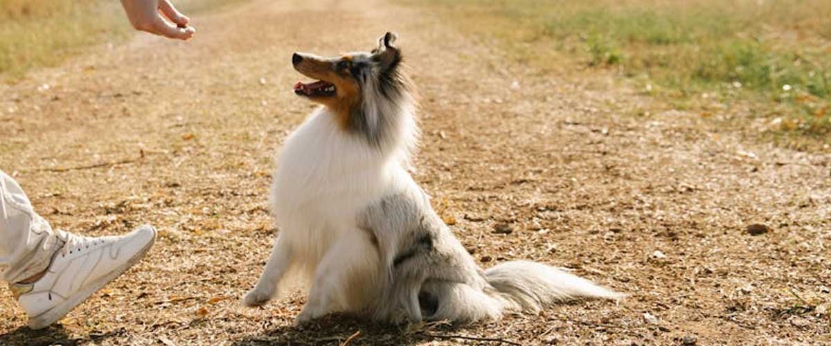 The Majestic Rough Collie: A Closer Look at the Beloved Breed
