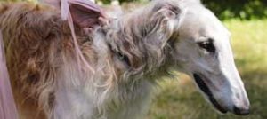 russian wolfhound