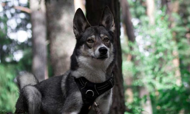 The Russo-European Laika: A Versatile and Loyal Companion