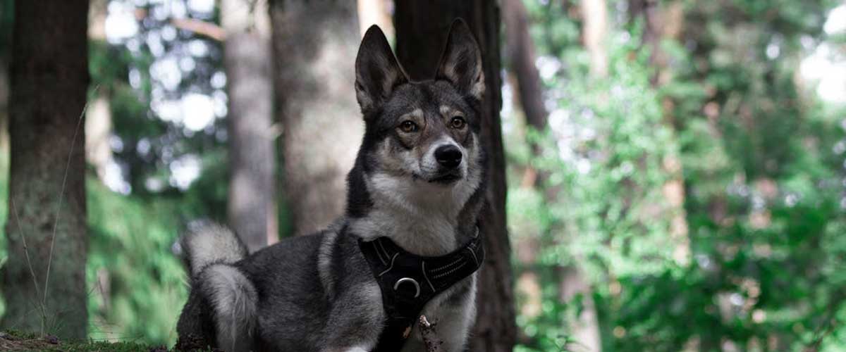 The Russo-European Laika: A Versatile and Loyal Companion