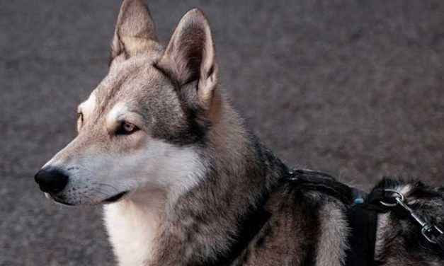 The Saarloos Wolfdog: An Intriguing Blend of Canine and Canis Lupus