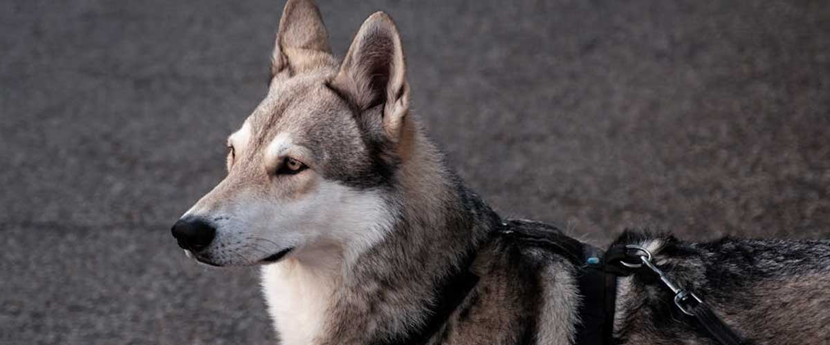 The Saarloos Wolfdog: An Intriguing Blend of Canine and Canis Lupus