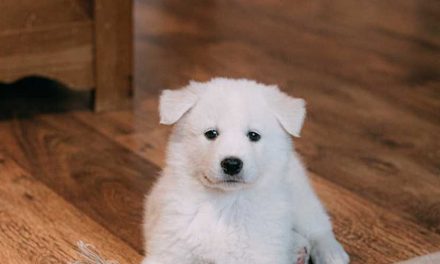 Can Dogs Sense Sadness? Understanding Canine Empathy