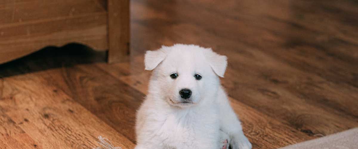 Can Dogs Sense Sadness? Understanding Canine Empathy