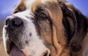saint bernard