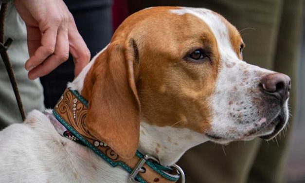 The Saint-Germain Pointer: A Noble Companion for Adventurous Souls