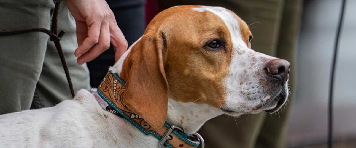 The Saint-Germain Pointer: A Noble Companion for Adventurous Souls
