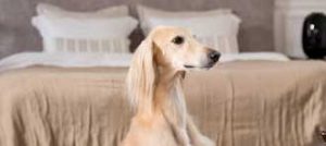 saluki