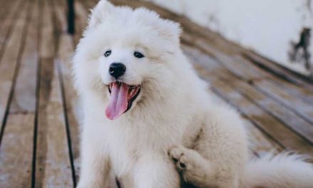 The Samoyed Dog Breed: A Fluffy Companion with a Loyal Heart