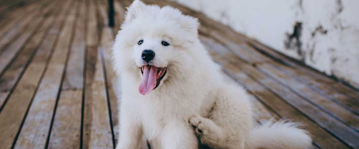 The Samoyed Dog Breed: A Fluffy Companion with a Loyal Heart