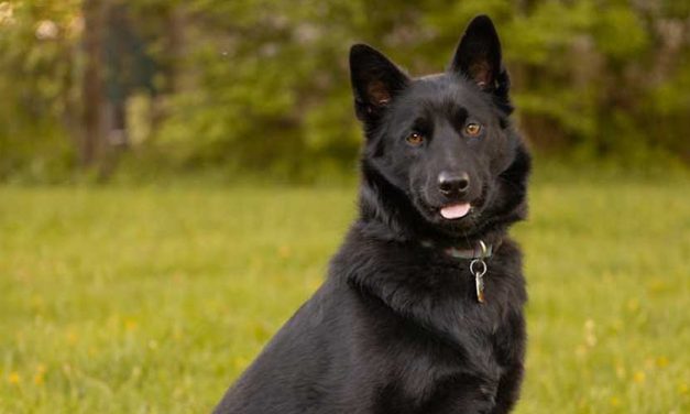 The Schipperke Dog Breed: A Spirited Companion