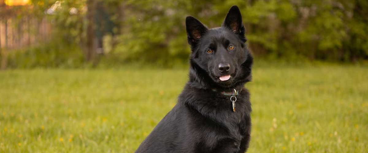The Schipperke Dog Breed: A Spirited Companion