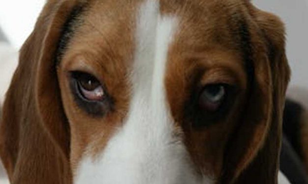 Schwyzer Niederlaufhund: The Versatile Swiss Hunting Companion