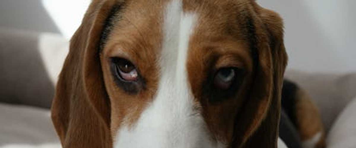 Schwyzer Niederlaufhund: The Versatile Swiss Hunting Companion