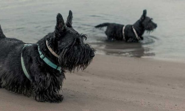 The Scottish Terrier: An Endearing Companion