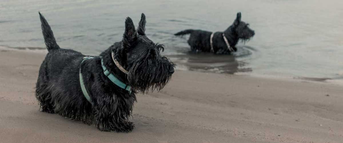 The Scottish Terrier: An Endearing Companion