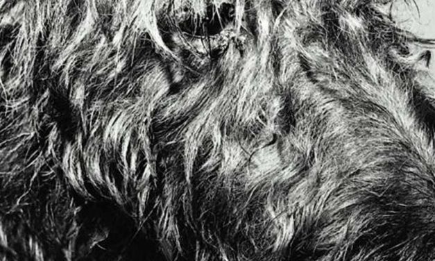 The Sealyham Terrier: A Charming Companion